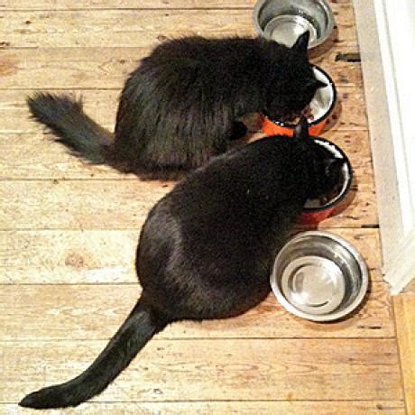 Get 30% off your first autoship order & never run out of your pet's favorites again. The Wet Cat Food Versus Dry Cat Food Debate - Catster