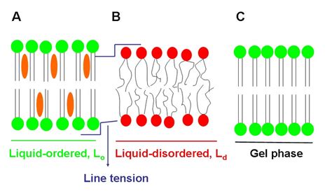 Lipid Organization In The Plasma Membrane Organization Of A The