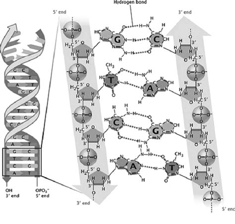 Watson Crick Model Of Dna Structure Reprinted By Permission From
