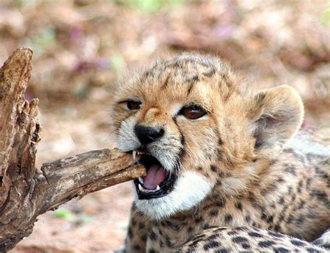 Cute Baby Cheetah Cubs Wallpaper