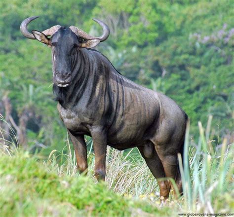 Blue Wildebeest In South Africa No Beauty But A Persistent Survivor