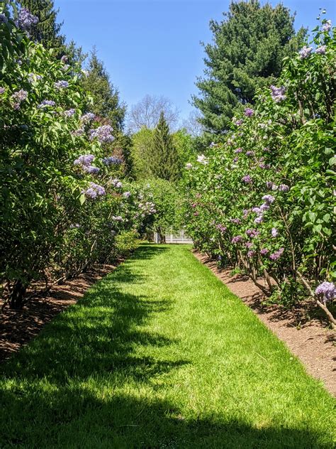 My Allee Of Lilacs The Martha Stewart Blog