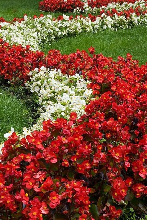 They are a perfect ground covering flower, typically used as a border for taller bushes or trees. Best Flowering Annuals for Sun & Shade on Long Island