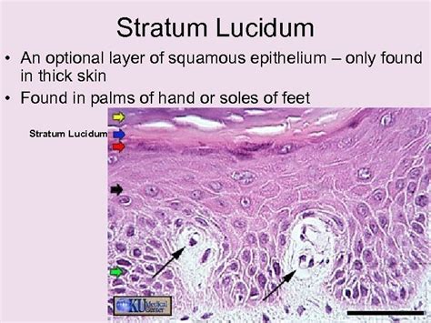 Stratum Lucidum Biology Diagrams Thick Skin Integumentary System