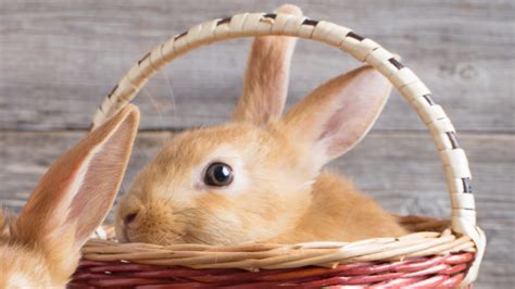 The Pagan Origin Of The Easter Bunny Explained