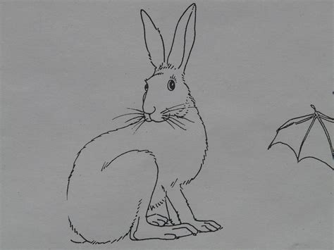 Free Images Animal Paint Rabbit Hare Sketch Illustration Draw