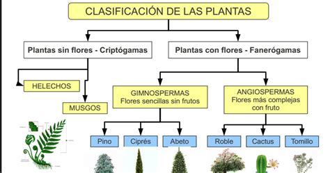 Clasificaci N De Las Plantas Ccnn Y Ccss Natural Science Social