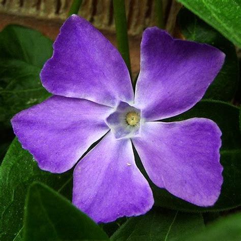Creeper Vine With Purple Flower Unknown Plant Gardening Pictures