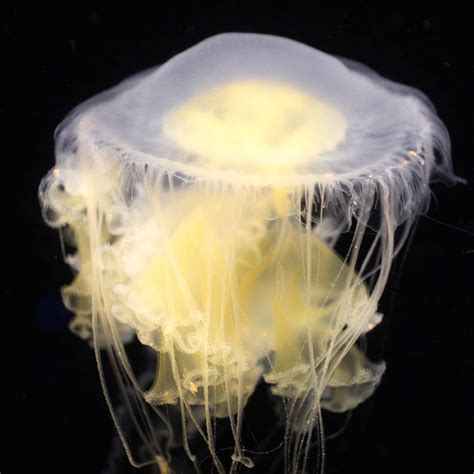 This Tangled Mass Of Gelatinous Frills Is A Survivor Even Without
