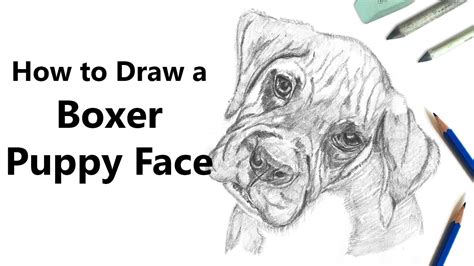 How To Draw Boxer Puppy Face With Pencils Time Lapse