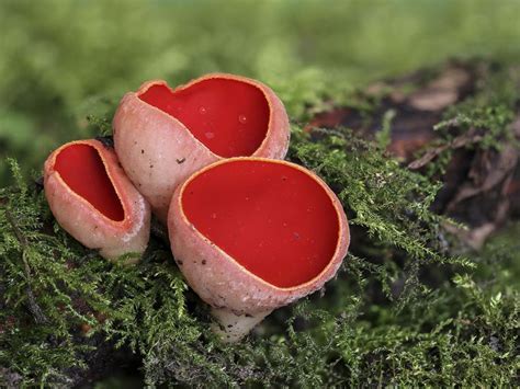 Sarcoscypha Sp ©jan Westerhof Scarlet Cup Fungus Or Scarlet Elf Cap