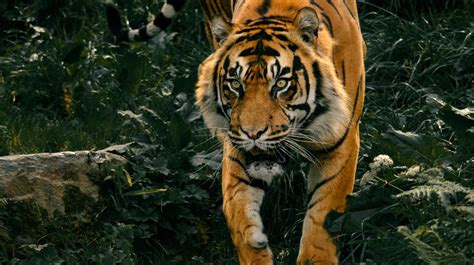 Así Es El Tigre De Bengala El Enorme Felino Que Domina En Las Selvas