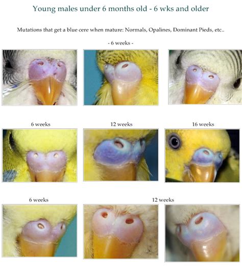 Budgie Breeding Parakeet Gender Chart
