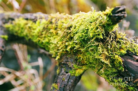 Moss On The Branch Photograph By Brian Minson Fine Art America