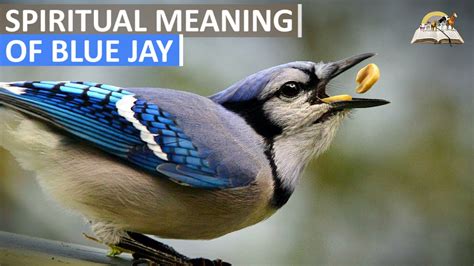 Spiritual Meaning Of Blue Jay Dream About Blue Jay Bird Youtube