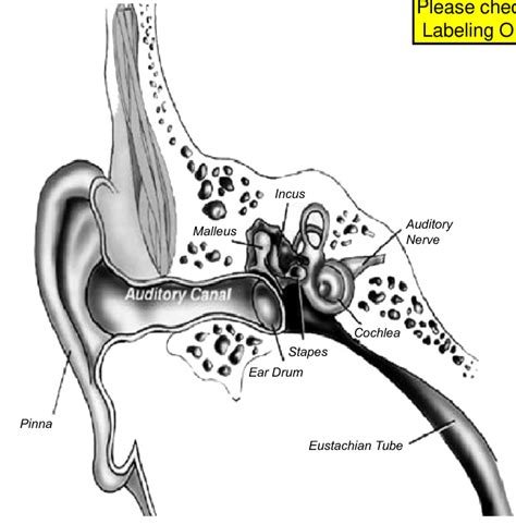 6 Anatomy Of The Ear Cross Section Download Scientific Diagram