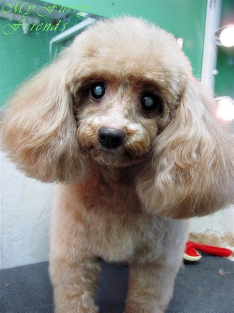 See more ideas about miniature poodle, poodle, dogs. Pet Grooming: The Good, The Bad, & The Furry: No Poodle Look