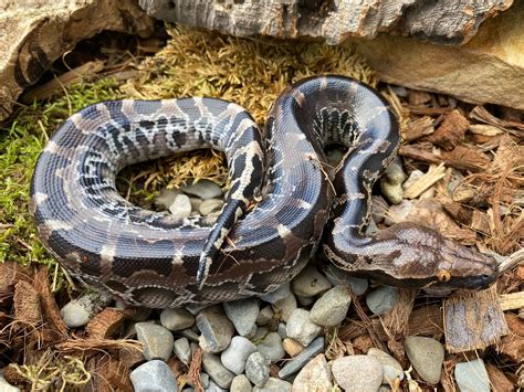 2020 Sumatran Short Tailed Python By Hardin Herpetologica Morphmarket
