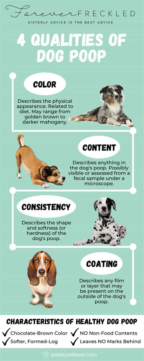 Healthy Dog Poop Chart What Your Pets Poop Shows Nutrition Line