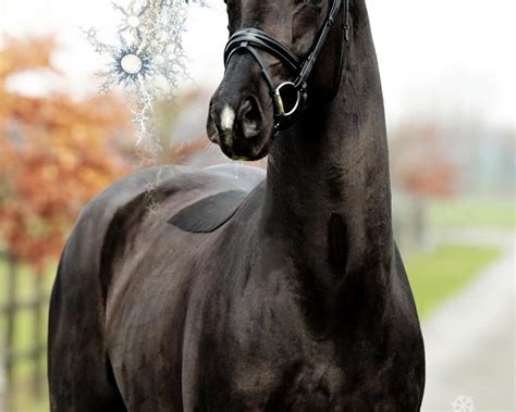 Back To Black 2017 Licensed And Approved Stallion Warmblood Sales