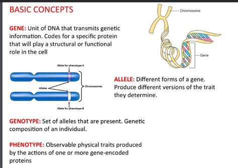 .related to the trait (and therefore the frequency of recombination), the number of genes related to linkage maps can then be created which show how closely linked the dna marker is to the gene or protein analysis is a little more difficult to perform and borrows from immunology methods that use. Print USC bridge Nurs 500 3.3 Chromosomes and Genetics ...