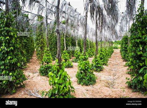 Kampot Cambodia Pepper Plantation Hi Res Stock Photography And Images