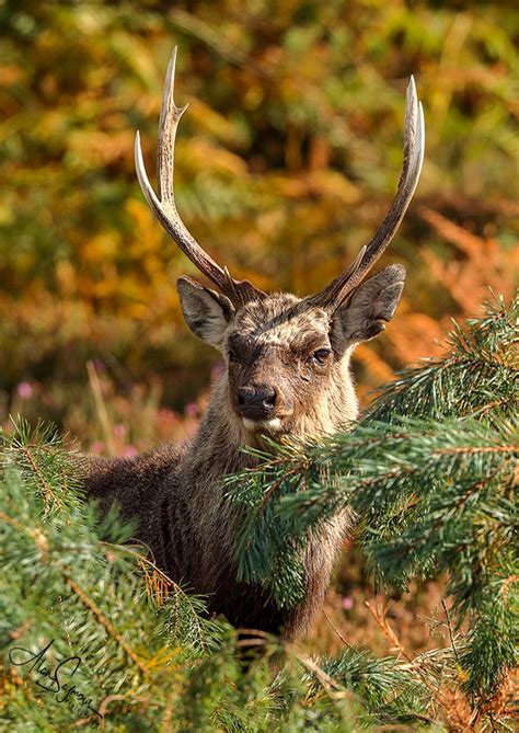 Sika Deer Cervus Nippon A And J Photography