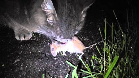 Cat Eating Rat Youtube
