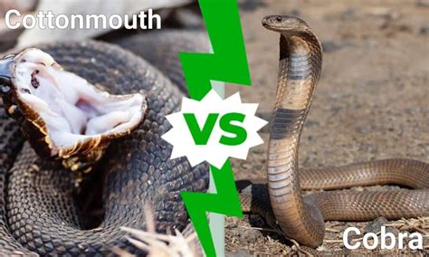 Cottonmouth Vs Cobra Comparing Two Venomous Snakes A Z Animals