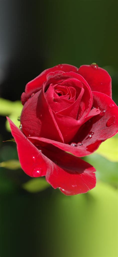 Apple Iphone Wallpaper Nb20 Rose Red Nature Flower Bokeh Rain