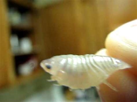 Parasite just made history at the oscars, and bong joon ho's captivating story is an instant favorite of many movie addicts as well. Fish Parasite, Cymothoa exigua? - YouTube