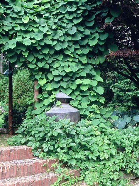 Most may prefer full sun but canary creeper flowering vine (tropaeolum peregrinum). The Best Perennial Vines for Your Garden | Best Foot ...