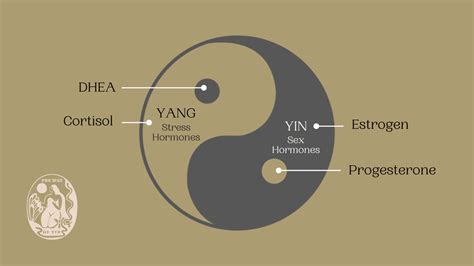 Yin And Yang Of Hormones — The Way Of Yin