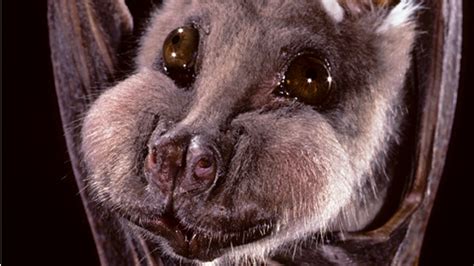 Are Bats Like Dogs