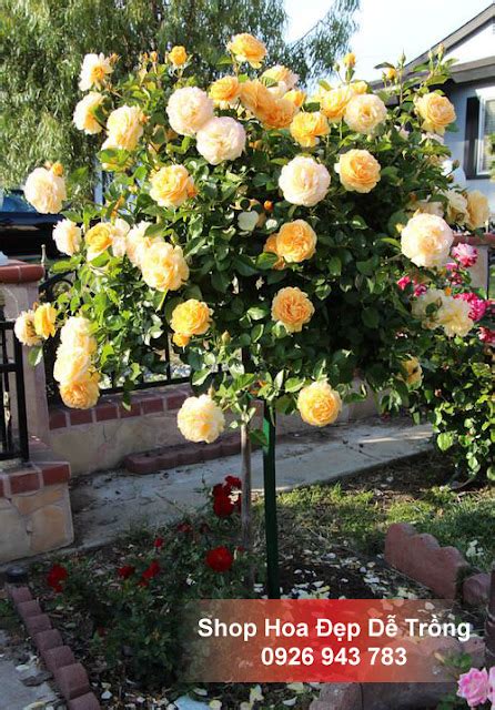 Hạt Giống Hoa Hồng Thân Gỗ Tree Rose Shop Hạt Giống Hoa Cỏ Lạ