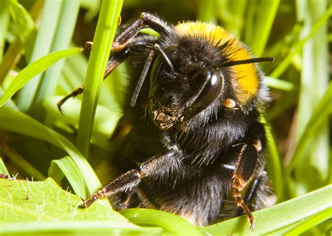 Queen Bumblebees Spend Most Of Their Time Resting After Hibernation
