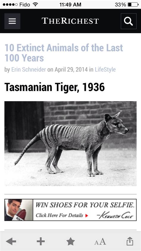 10 Extinct Animals Of The Last 100 Years Musely
