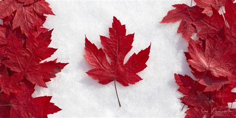 For one thing, the maple leaf is simply easier to draw. Don Komarechka Photography, Barrie Ontario » Maple Leaf Flag