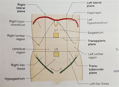 Abdominal Anatomy Quadrants