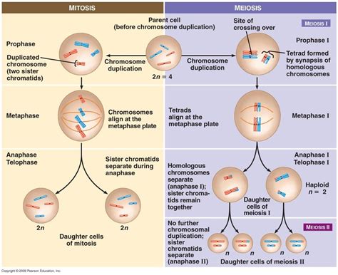Последние твиты от pmat inc (@pmat_inc). TOUCH this image: Remix of "The process of mitosis is PMAT where prophase... by Joan Tolomeo ...