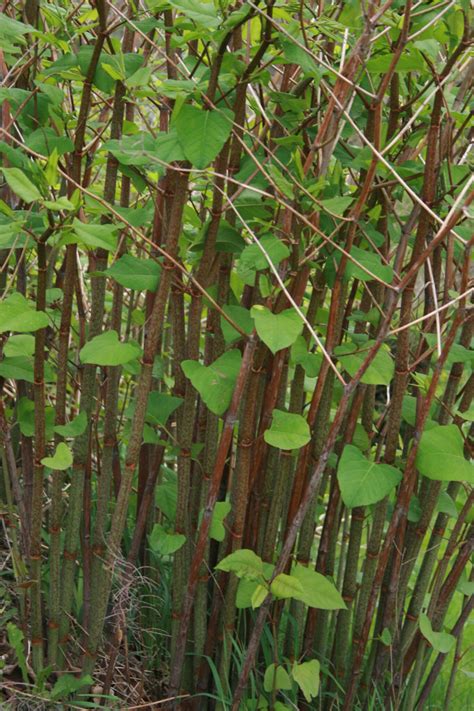 Japanese Knotweed Ontario Invasive Plant Council