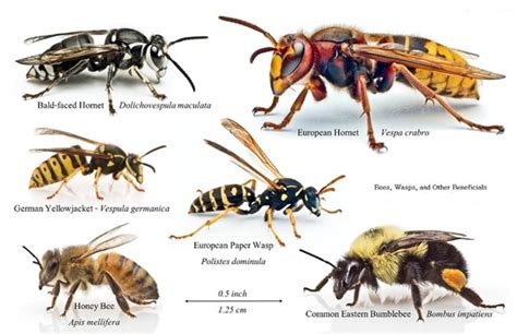 What Is The Difference Between A Yellow Jacket And A Wasp