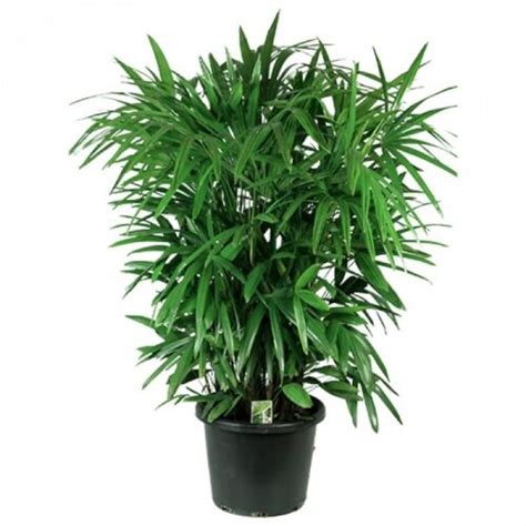 Lady Palm Live Plant In A 10 Inch Growers Pot Rhapis Excelsa Bea