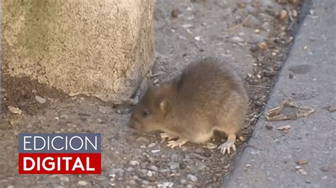 ¿cómo puedes evitar que las ratas entren a tu casa o a tu negocio youtube