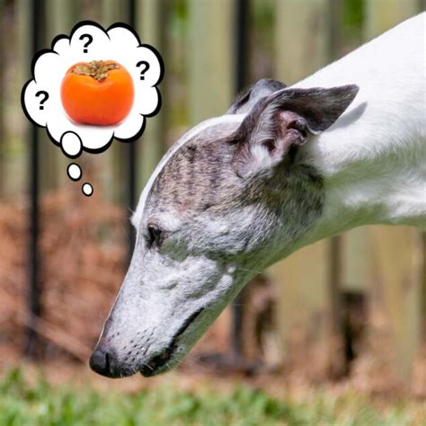 Persimmon is a fruit that's also known for having a high fructose content. Can Dogs Eat Persimmons? What You Need To Know