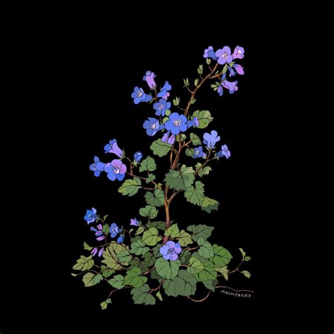 Liyamochipanko 🌙 On Twitter Linnaea Borealis Twin Flower Phacelia