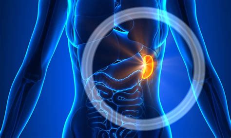 What Is Enlarged Spleen Causes Cary Gastroenterology Associates