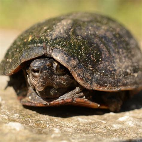 List Of Turtle Species In South Carolina 2023 Id Pics Pond Informer