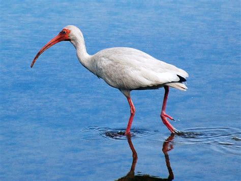 Ibis Wallpapers High Quality Download Free