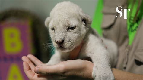 Rare White Lion Cubs Born In Spanish Animal Reserve Youtube